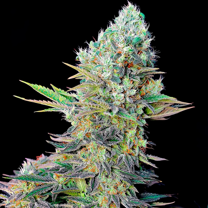 Semillas de marihuana NORTHERN LIGHTS X (Genehtik Seeds)