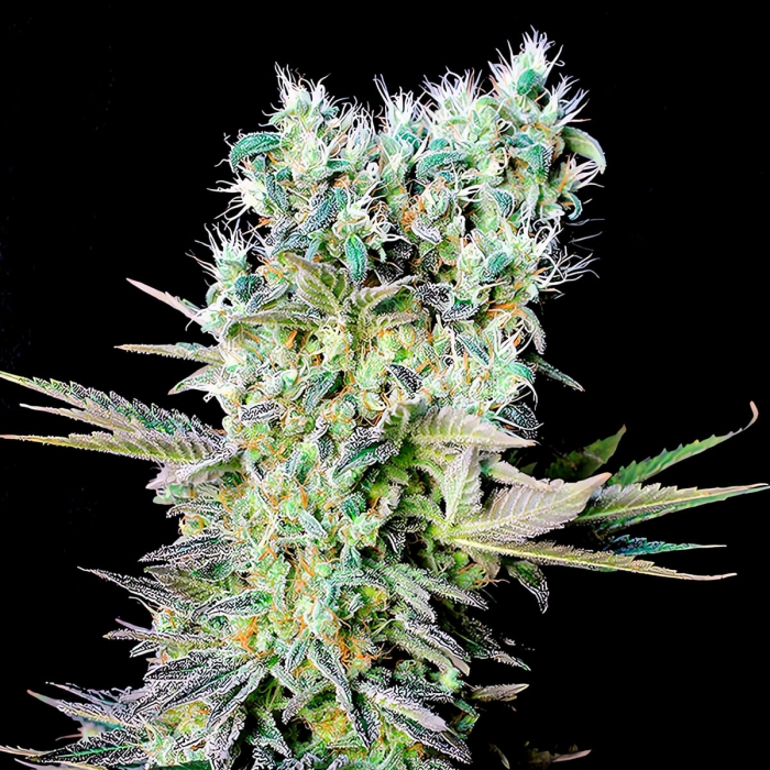 Semillas feminizadas NORTHERN LIGHTS X (Genehtik Seeds) fenotipo 2