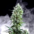 Semillas de marihuana feminizadas OG LEMON BILBO - Genehtik Seeds fenotipo 2