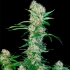 Semillas de marihuana feminizadas OG LEMON BILBO - Genehtik Seeds, planta