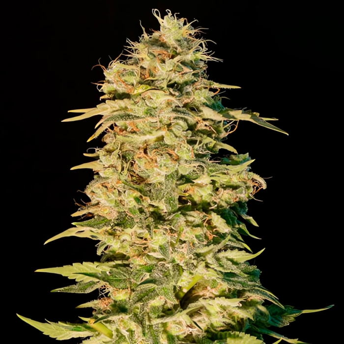 Semillas de marihuana feminizadas OG LEMON BILBO - Genehtik Seeds