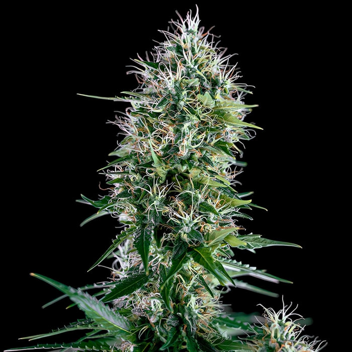 Semillas de marihuana feminizadas OG LEMON BILBO - Genehtik Seeds fenotipo 2