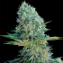 Semillas Marihuanan SANTA BILBO (Genehtik Seeds) Feminizada