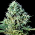 Semillas Marihuanan SANTA BILBO (Genehtik Seeds) Feminizada Cogollo de cerca