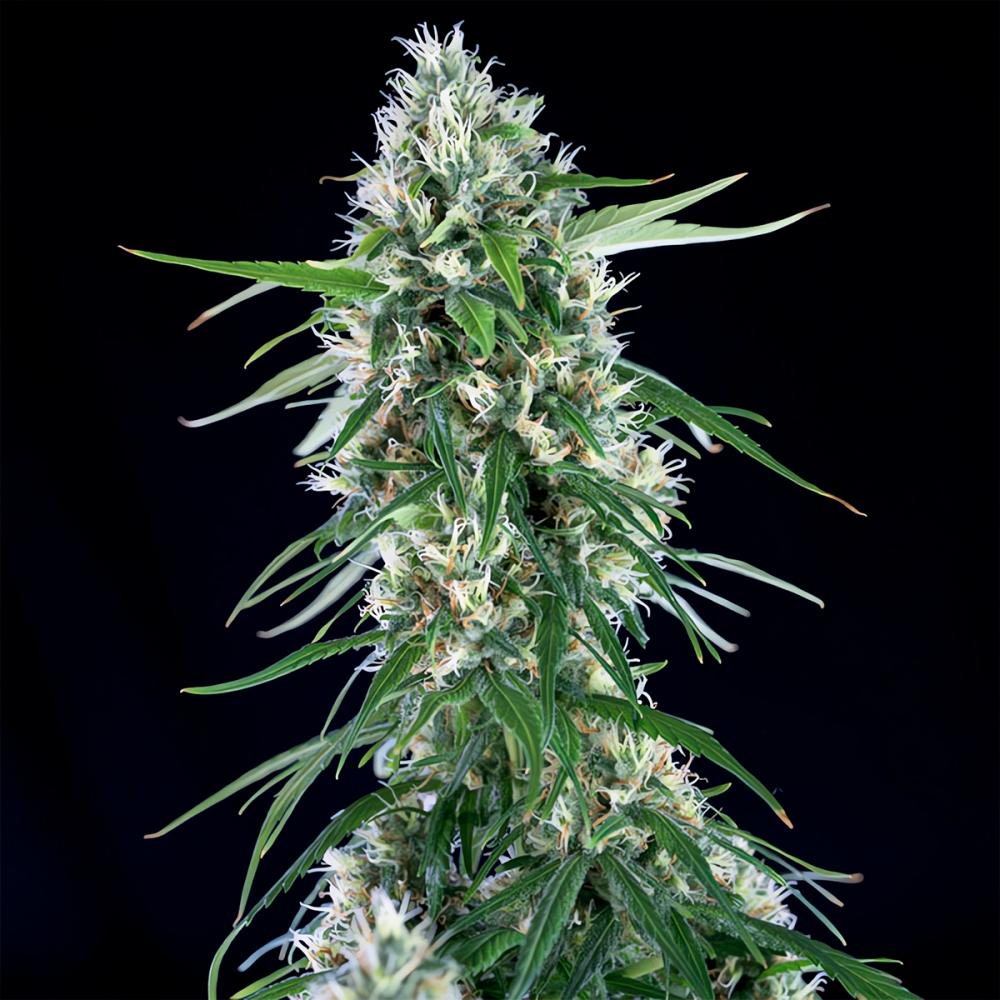 Semillas Marihuana SUPER SILVER BILBO (Genehtik Seeds) Feminizada