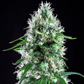 Semillas Marihuana SUPER SILVER BILBO (Genehtik Seeds) Feminizada