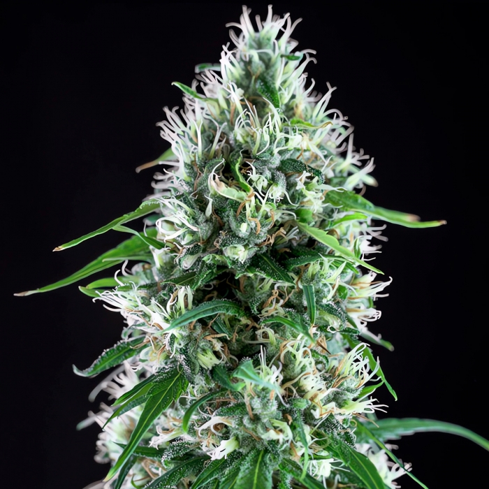 Semillas Marihuana SUPER SILVER BILBO (Genehtik Seeds) Feminizada
