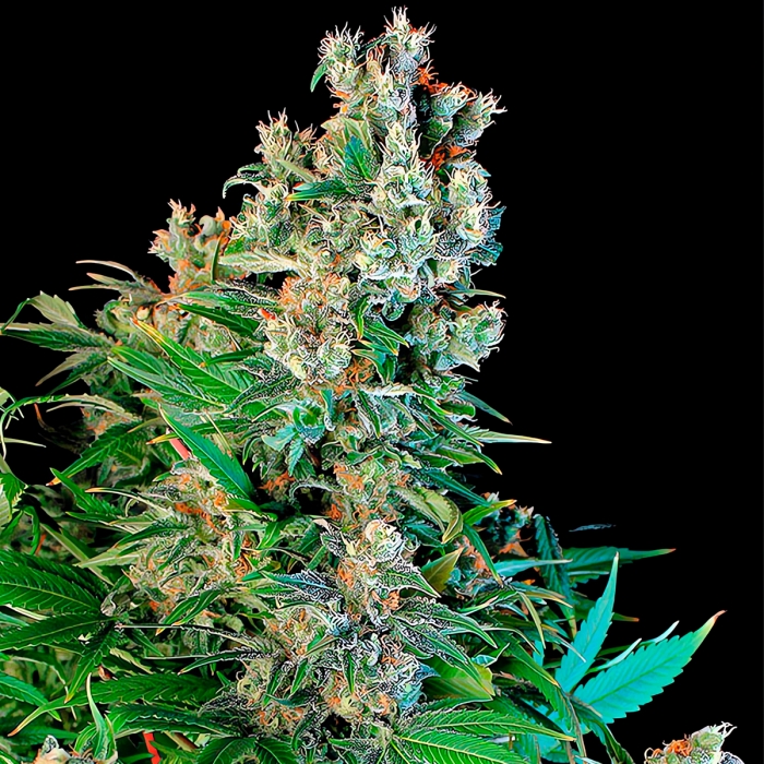 Cogollo de SUPER SILVER BILBO