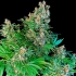 Semillas Marihuana SUPER SILVER BILBO (Genehtik Seeds) Feminizada