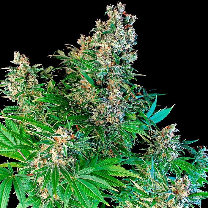 SUPER SILVER BILBO - Semillas Marihuana de Genehtik Seeds