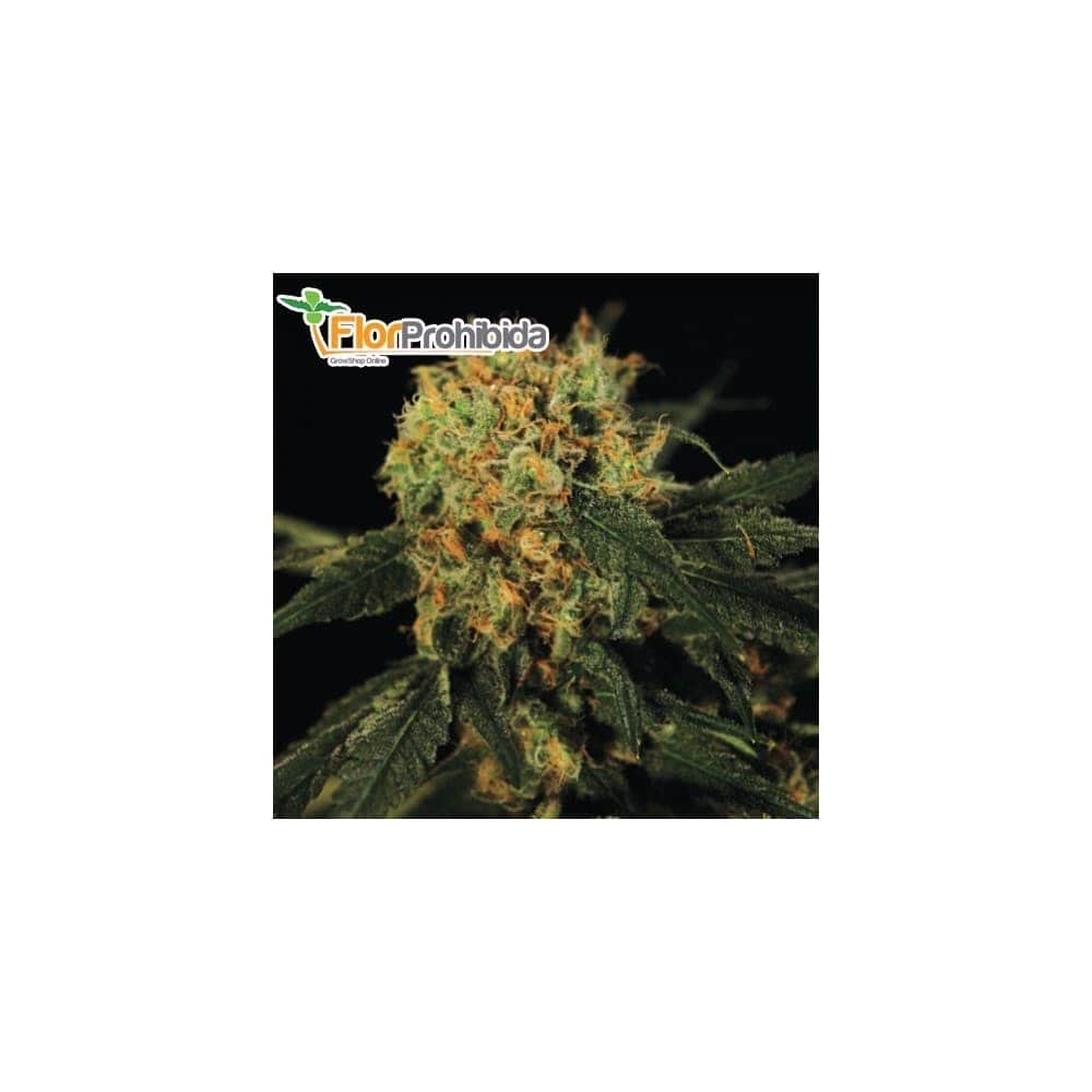 Semillas de Marihuana - A.M.S (Green House Seeds) 