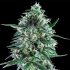 Semillas de Marihuana TXEES BILBO (Genehtik Seeds)