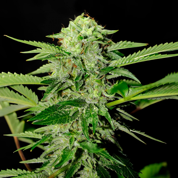Semillas de Marihuana TXEES BILBO (Genehtik Seeds)