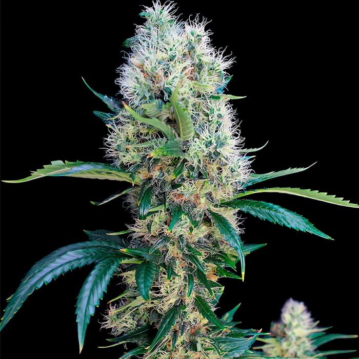 Semillas de Marihuana TXEES BILBO (Genehtik Seeds)