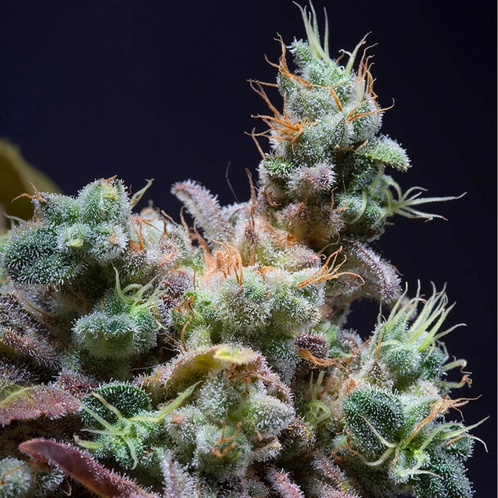 Cogollo de Txomango de Genehtik Seeds visto de cerca
