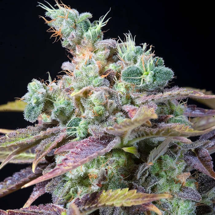 Cogollo de Txomango de Genehtik Seeds visto de cerca