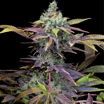 Planta de marihuana de Txomango de Genehtik Seeds