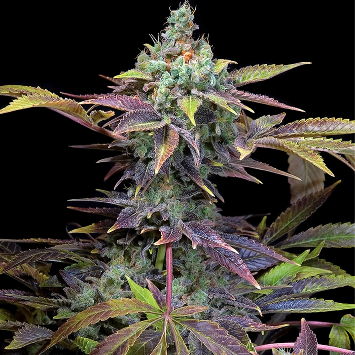 Planta de marihuana de Txomango de Genehtik Seeds