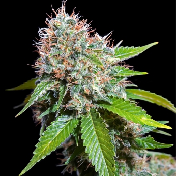 Semillas de Marihuana ZURI WIDOW (Genehtik Seeds)