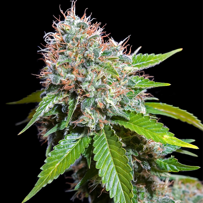 Semillas de Marihuana ZURI WIDOW (Genehtik Seeds)