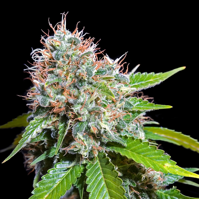 Semillas de Marihuana ZURI WIDOW (Genehtik Seeds) Cogollo de cerca
