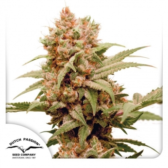 CBG FORCE (Dutch Passion)