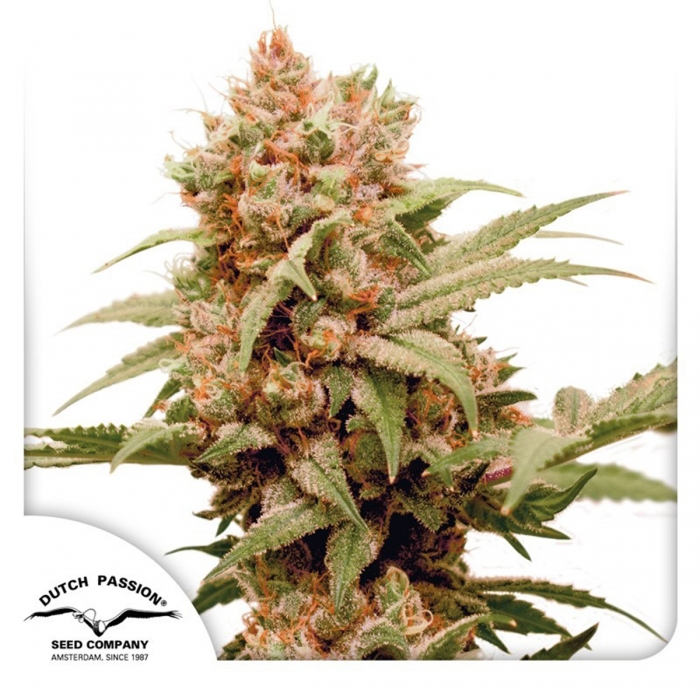 CBG FORCE (Dutch Passion)