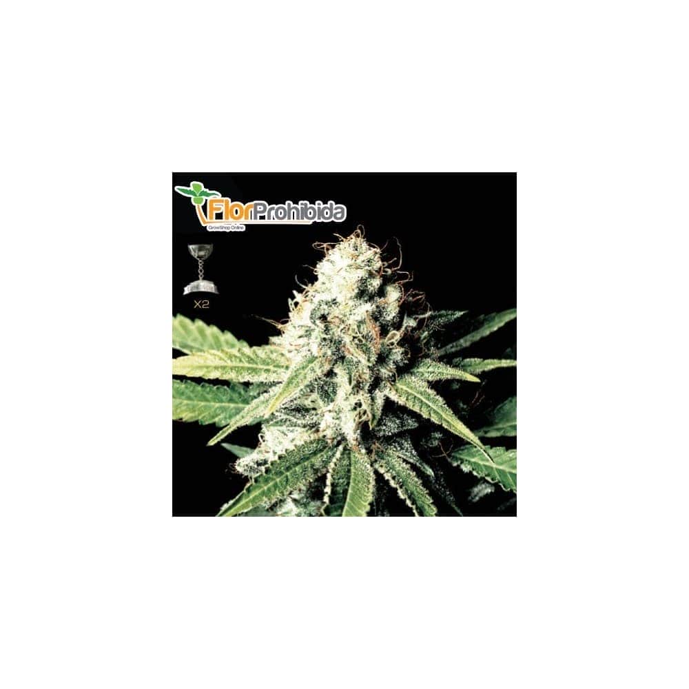 Semillas de Marihuana GREAT WHITE SHARK (Green House Seeds)