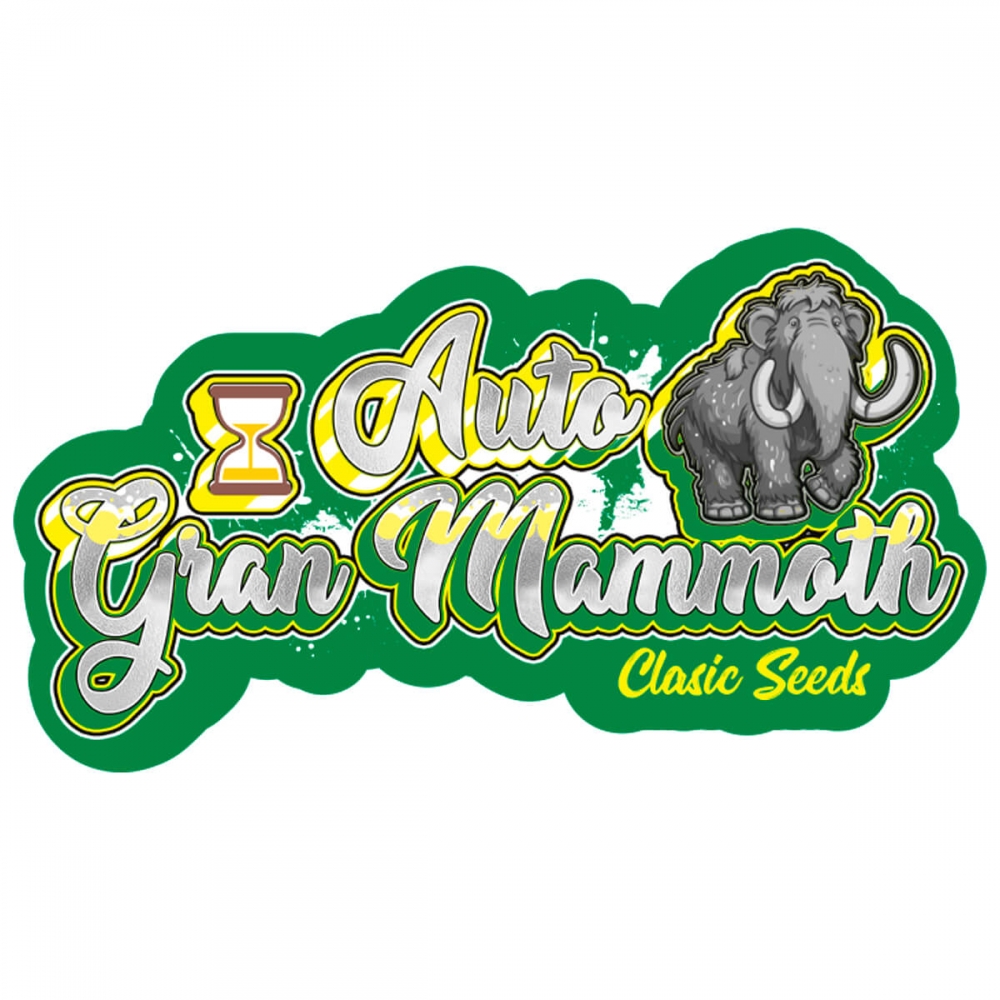 Semilla marihuana feminizada autofloreciente auto gran mammoth (classic seeds)