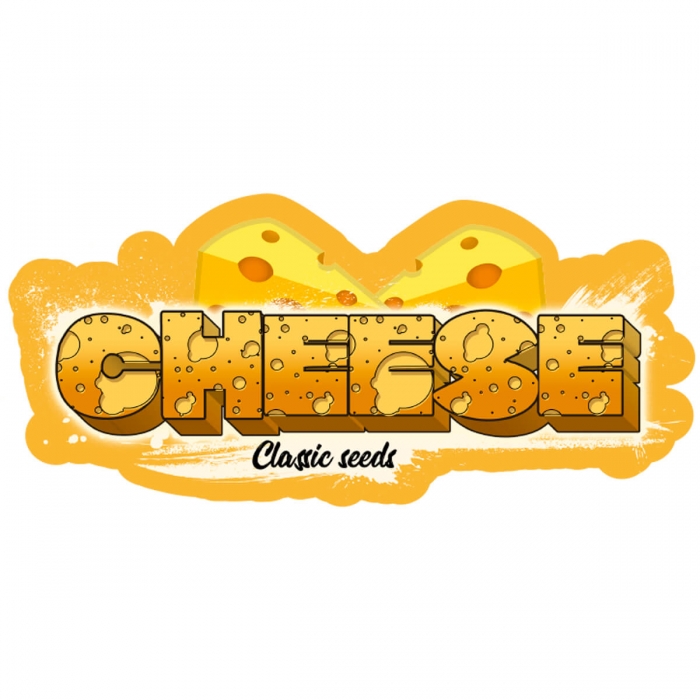 Semilla marihuana feminizada Cheese (classic seeds)