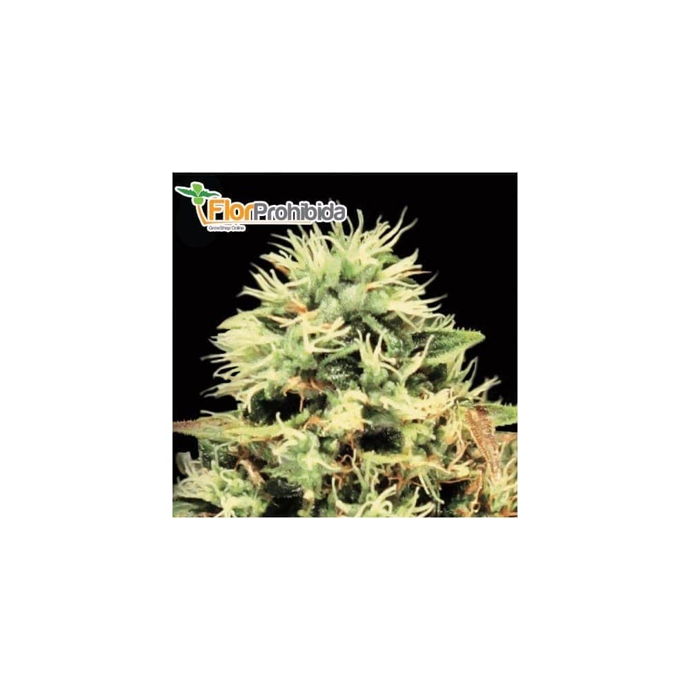 Semillas Marihuana SUPER BUD  (Green House Seeds)