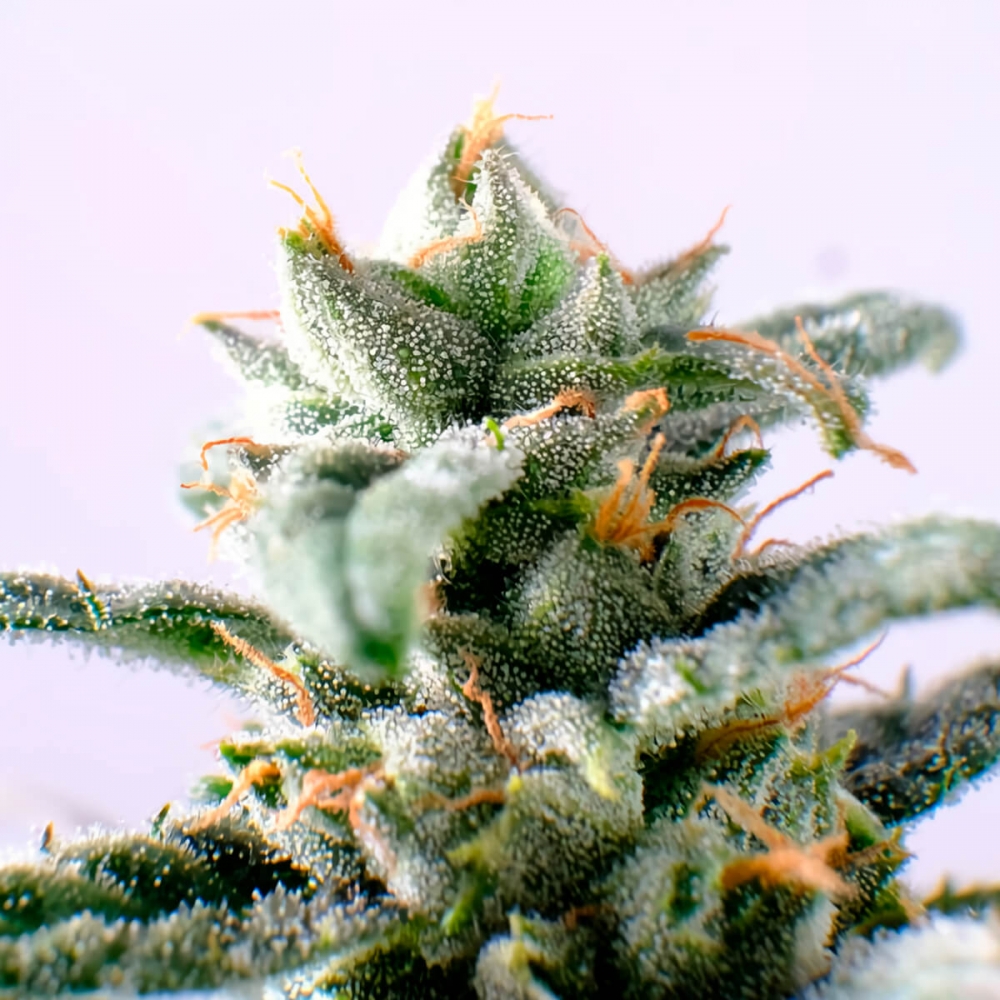 Semillas de marihuana feminizadas autoflorecientes AUTO CBG (Kannabia) resina