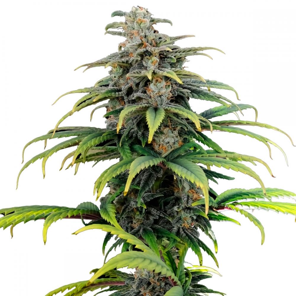 Semillas de marihuana feminizadas autoflorecientes AUTO CBG (Kannabia)