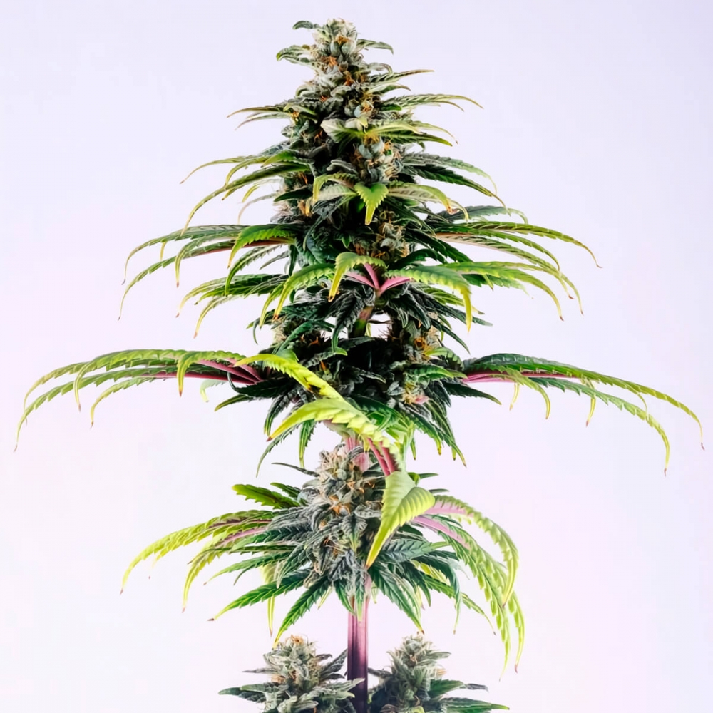 Semillas de marihuana feminizadas autoflorecientes AUTO CBG (Kannabia) planta