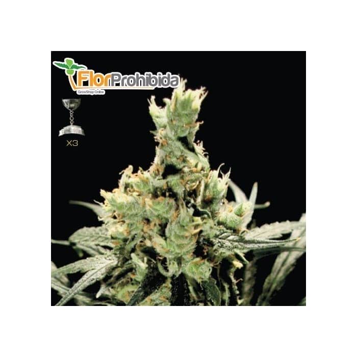 Semillas de Marihuana SUPER LEMON HAZE (Green House Seeds)