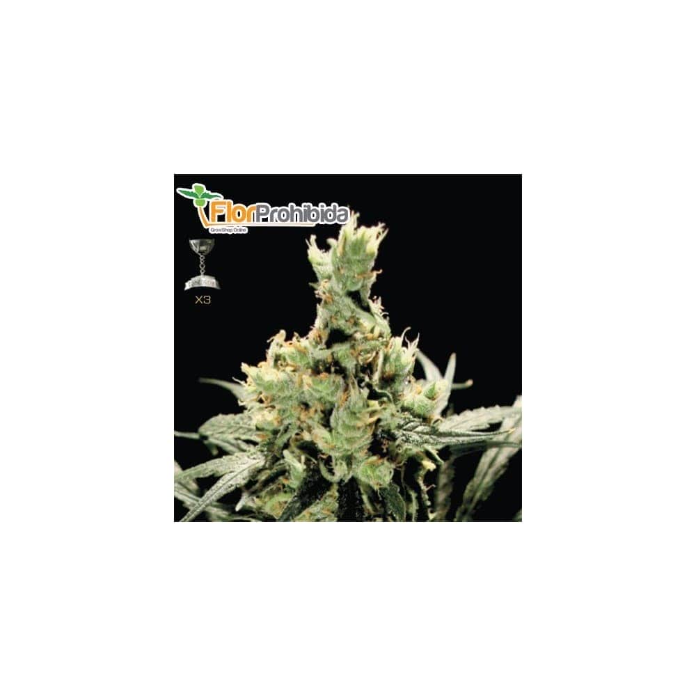 Semillas de Marihuana SUPER LEMON HAZE (Green House Seeds)