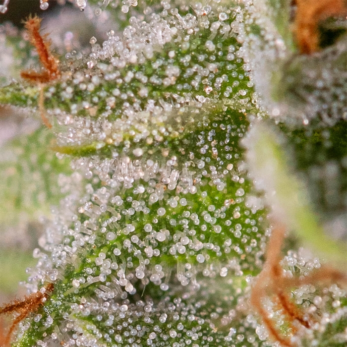 VIEJO TOBY (Eva Seeds) Resina
