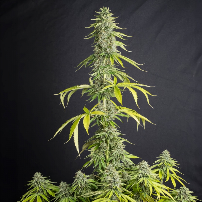VIEJO TOBY (Eva Seeds) Planta
