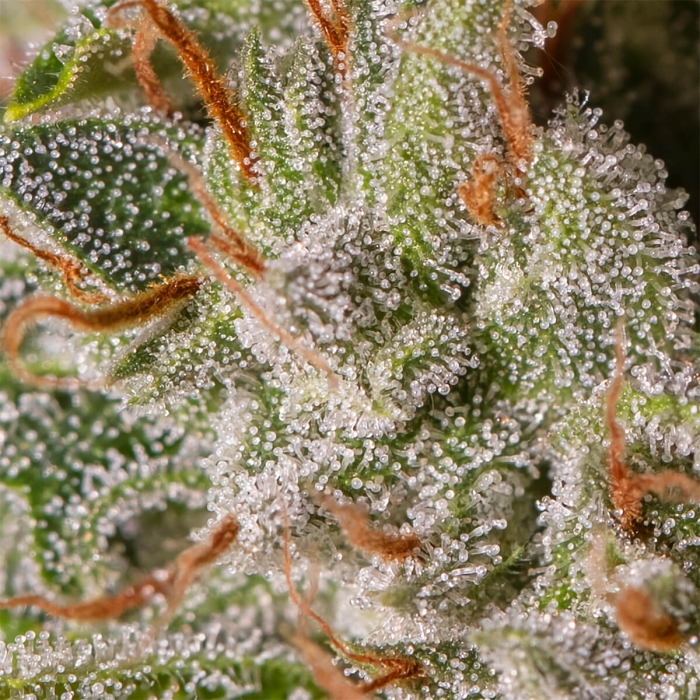 VIEJO TOBY (Eva Seeds) Resina