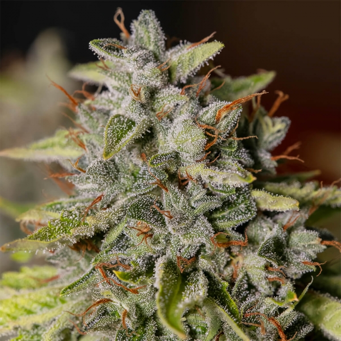 VIEJO TOBY (Eva Seeds) Cogollo.