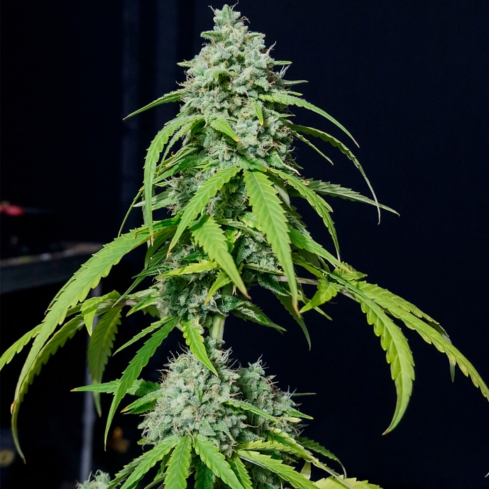 Semilla feminizada autofloreciente AUTO ORANGE KUSH (EVA SEEDS) punta principal.