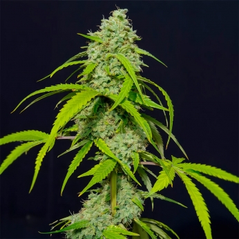 Semilla feminizada autofloreciente AUTO ORANGE KUSH (EVA SEEDS)