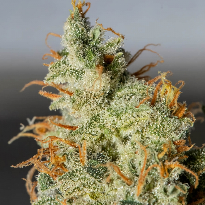 Semilla feminizada autofloreciente AUTO ORANGE KUSH (EVA SEEDS) Resina