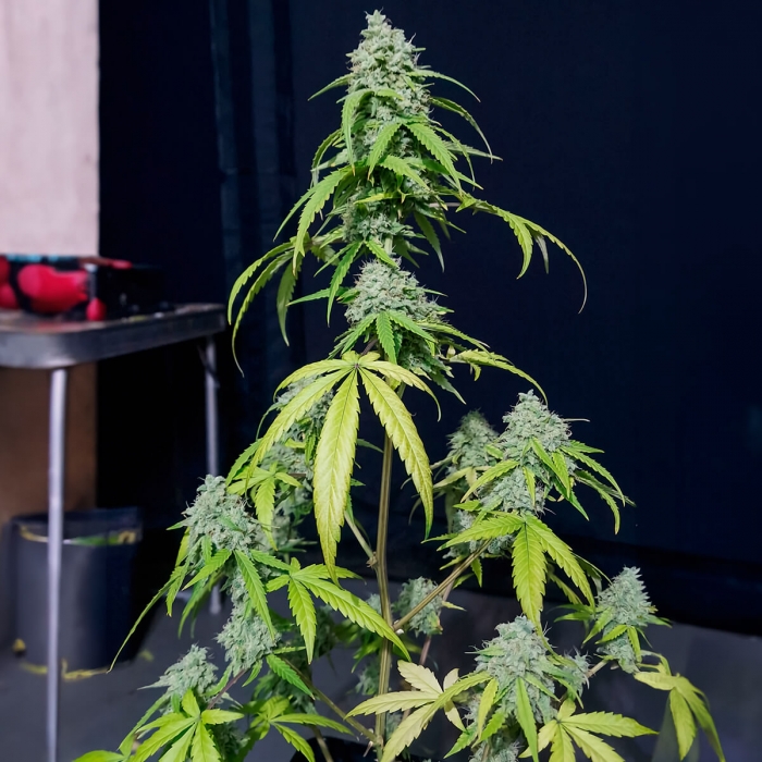 Semilla feminizada autofloreciente AUTO ORANGE KUSH (EVA SEEDS) planta.