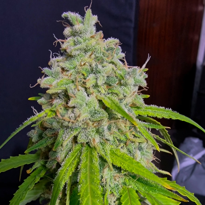 Semilla feminizada autofloreciente AUTO ORANGE KUSH (EVA SEEDS) cogollo de cerca.