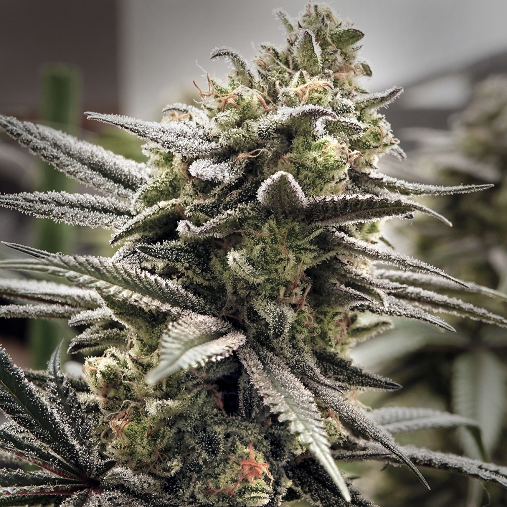 Semilla Thundersnow de Elev8 Seeds