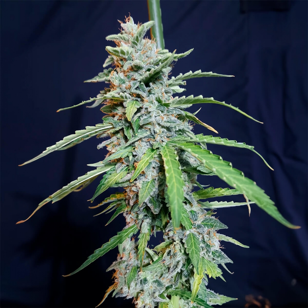 Semillas de marihuana feminizadas  autoflorecientes AUTO SUPER WATERMELON (Eva Seeds) Cogollo de cerca.