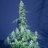 Semillas de marihuana feminizadas  autoflorecientes AUTO SUPER WATERMELON (Eva Seeds) planta.