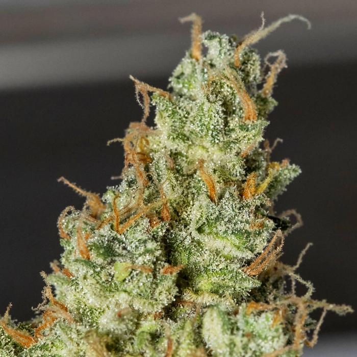 Semillas de marihuana feminizadas  autoflorecientes AUTO SUPER WATERMELON (Eva Seeds) Resina.