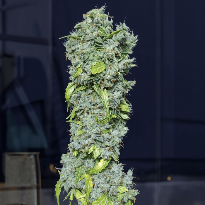 Semillas de marihuana feminizadas autoflorecientes AUTO MAGIC TREE (Eva Seeds) punta principal.